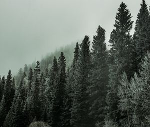 Preview wallpaper forest, trees, road, turn, fog, nature