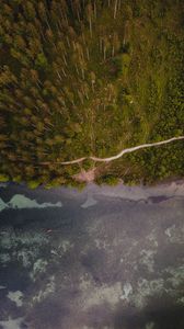 Preview wallpaper forest, trees, road, water, aerial view