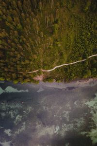 Preview wallpaper forest, trees, road, water, aerial view