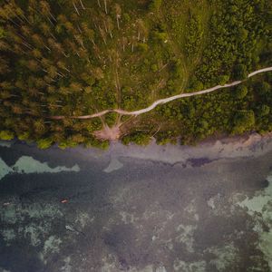 Preview wallpaper forest, trees, road, water, aerial view