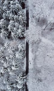 Preview wallpaper forest, trees, road, snow, winter, aerial view