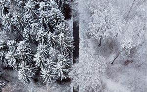 Preview wallpaper forest, trees, road, snow, winter, aerial view