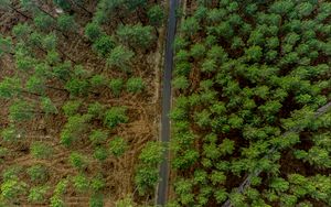 Preview wallpaper forest, trees, road, aerial view, nature