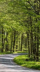 Preview wallpaper forest, trees, road, turn, nature, green