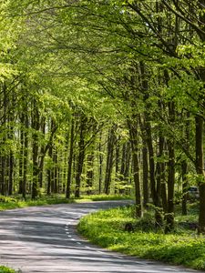 Preview wallpaper forest, trees, road, turn, nature, green