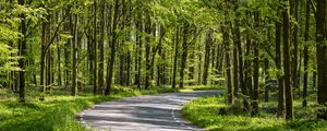 Preview wallpaper forest, trees, road, turn, nature, green