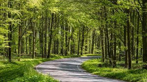 Preview wallpaper forest, trees, road, turn, nature, green