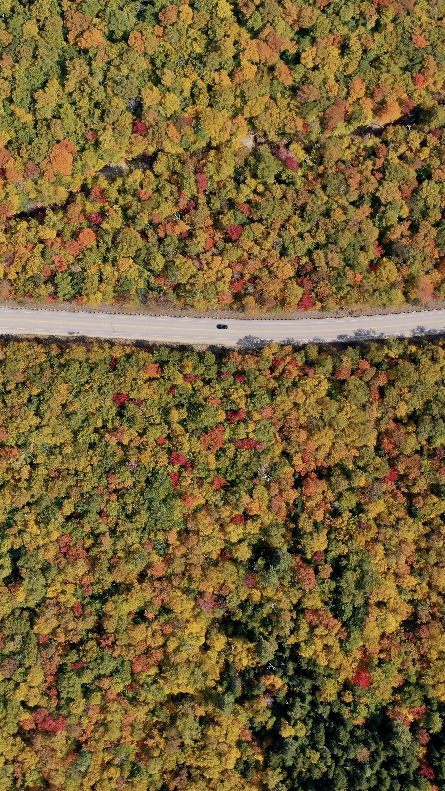 Download wallpaper 1440x2560 forest, trees, road, car, autumn, aerial