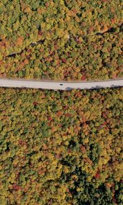 Preview wallpaper forest, trees, road, car, autumn, aerial view