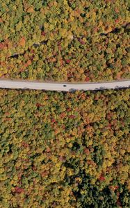 Preview wallpaper forest, trees, road, car, autumn, aerial view