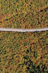 Preview wallpaper forest, trees, road, car, autumn, aerial view