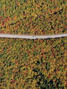 Preview wallpaper forest, trees, road, car, autumn, aerial view