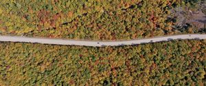 Preview wallpaper forest, trees, road, car, autumn, aerial view