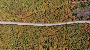 Preview wallpaper forest, trees, road, car, autumn, aerial view