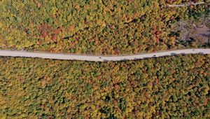 Preview wallpaper forest, trees, road, car, autumn, aerial view