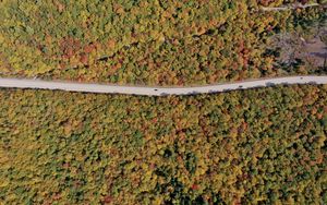 Preview wallpaper forest, trees, road, car, autumn, aerial view