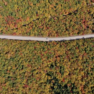 Preview wallpaper forest, trees, road, car, autumn, aerial view