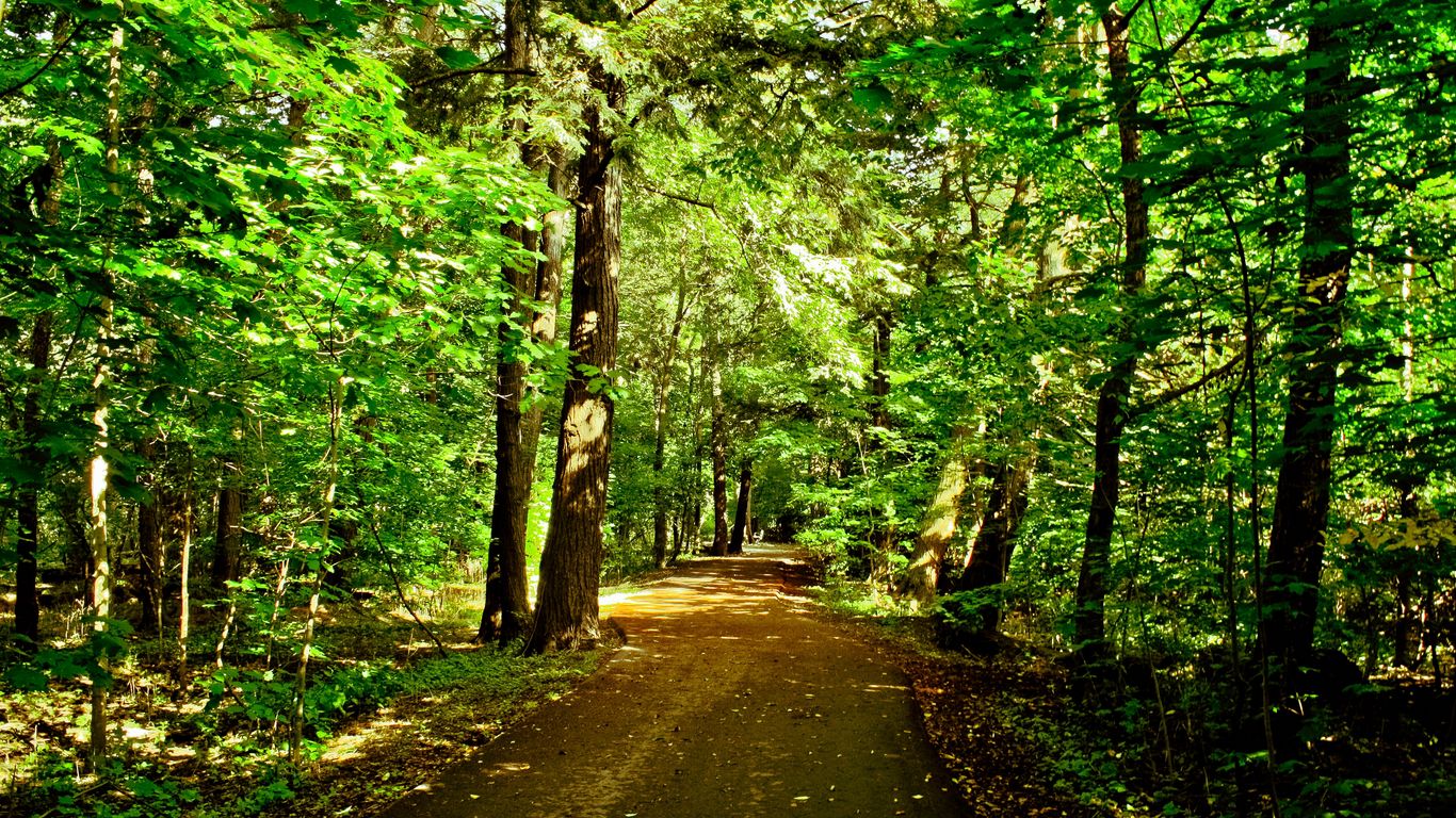 Road in a forest, forest, green 1366x768, road, HD wallpaper