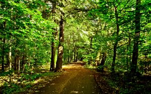 Preview wallpaper forest, trees, road, nature