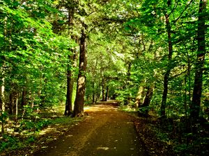 Preview wallpaper forest, trees, road, nature