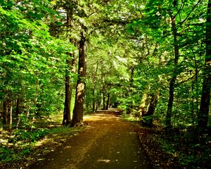 Preview wallpaper forest, trees, road, nature