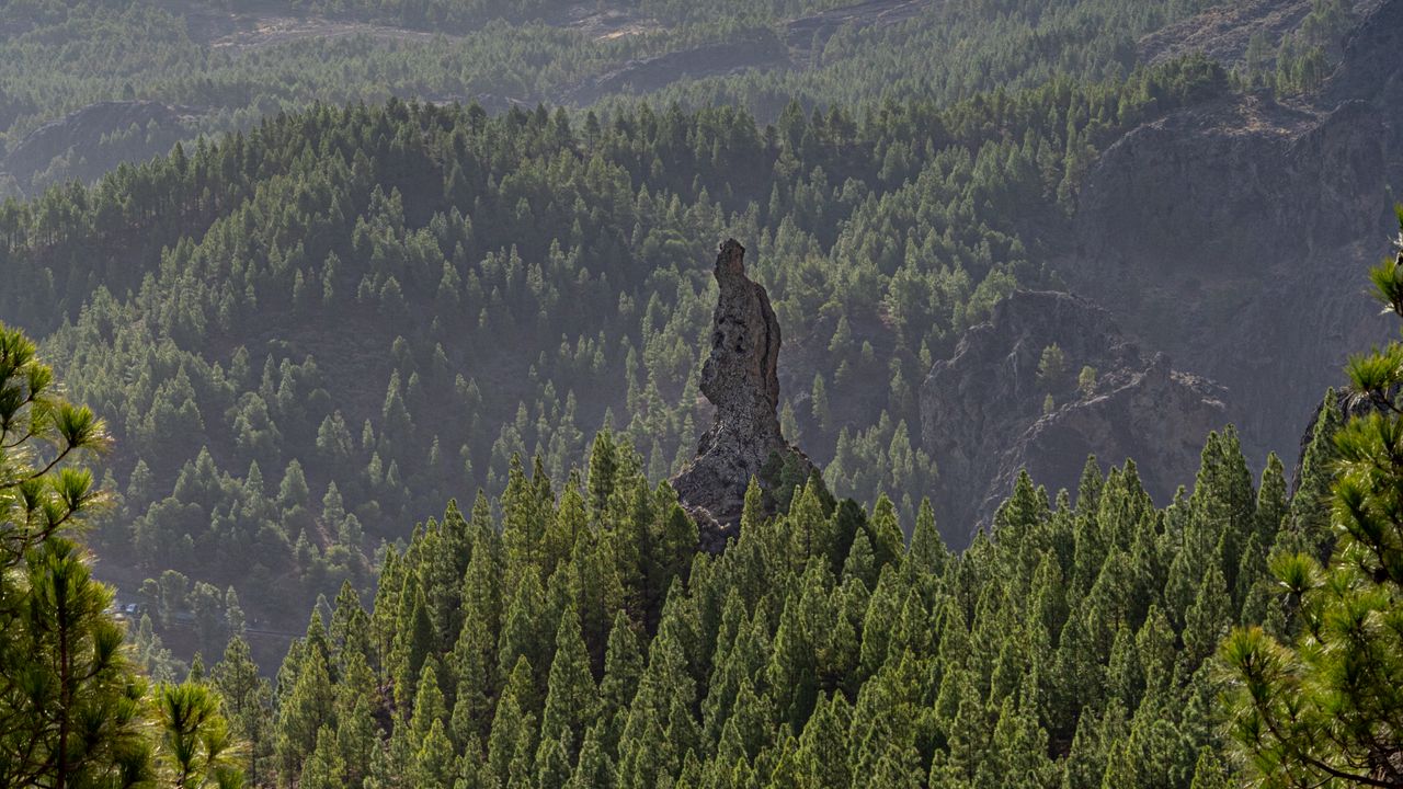 Wallpaper forest, trees, rock, landscape, nature, green