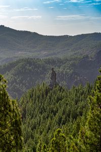 Preview wallpaper forest, trees, rock, landscape, nature, green