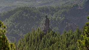 Preview wallpaper forest, trees, rock, landscape, nature, green