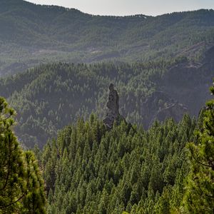 Preview wallpaper forest, trees, rock, landscape, nature, green