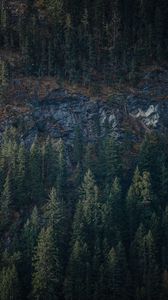 Preview wallpaper forest, trees, rock, nature, aerial view