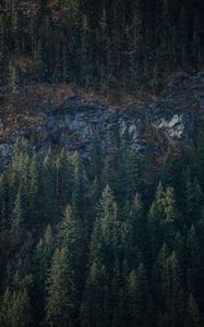 Preview wallpaper forest, trees, rock, nature, aerial view