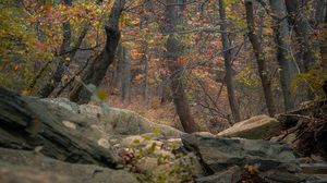 Preview wallpaper forest, trees, rocks, autumn, nature