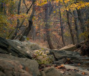 Preview wallpaper forest, trees, rocks, autumn, nature