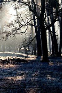 Preview wallpaper forest, trees, shadow, light