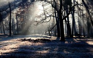 Preview wallpaper forest, trees, shadow, light