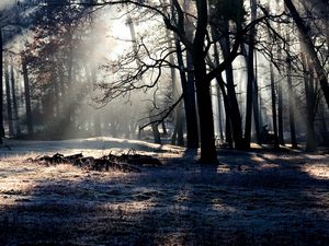 Preview wallpaper forest, trees, shadow, light