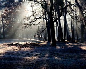 Preview wallpaper forest, trees, shadow, light