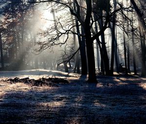 Preview wallpaper forest, trees, shadow, light