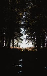 Preview wallpaper forest, trees, shadows, dark, light, branches, autumn