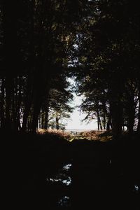 Preview wallpaper forest, trees, shadows, dark, light, branches, autumn