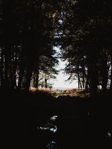 Preview wallpaper forest, trees, shadows, dark, light, branches, autumn