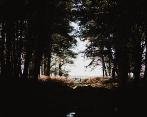 Preview wallpaper forest, trees, shadows, dark, light, branches, autumn