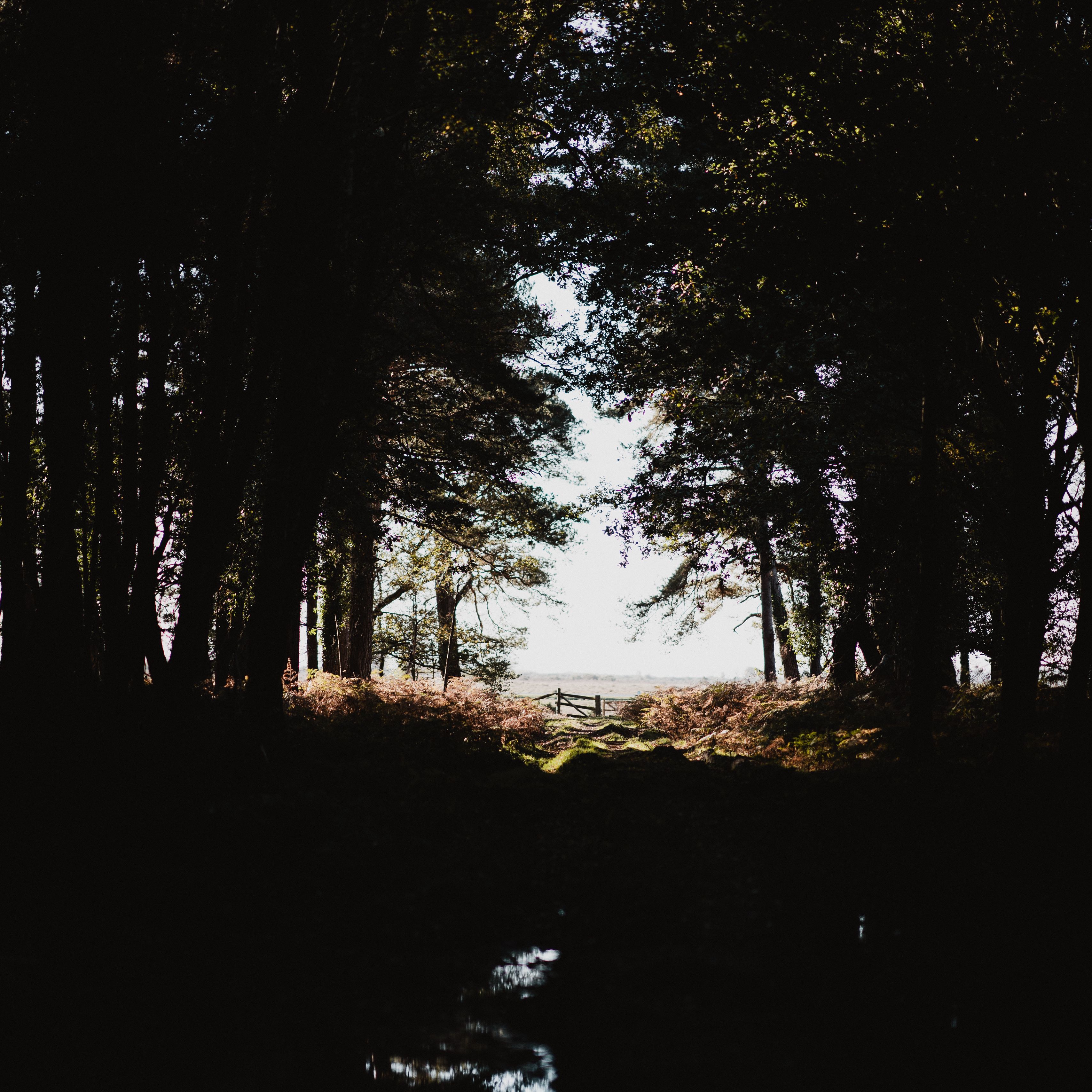 Forest stand. Тёмное озеро в лесу и в тени деревьев. Тени для темной осени. Nature Dark Light.