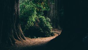 Preview wallpaper forest, trees, shadows, passage, dark