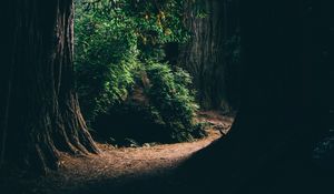 Preview wallpaper forest, trees, shadows, passage, dark