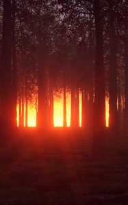 Preview wallpaper forest, trees, shine, bright, glow