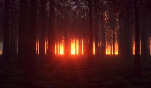 Preview wallpaper forest, trees, shine, bright, glow