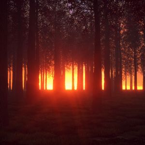 Preview wallpaper forest, trees, shine, bright, glow