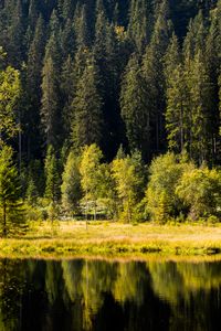 Preview wallpaper forest, trees, shore, river, reflection