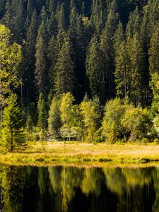 Preview wallpaper forest, trees, shore, river, reflection